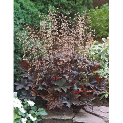 Heuchera micrantha ’Palace Purple’ Co9