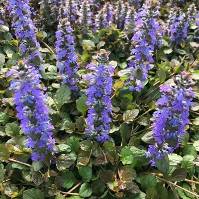 Ajuga reptans ´Atropurpurea´ P15