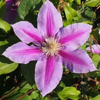 Plamienok - Clematis ‘Doctor Ruppel’ Co25 70/80