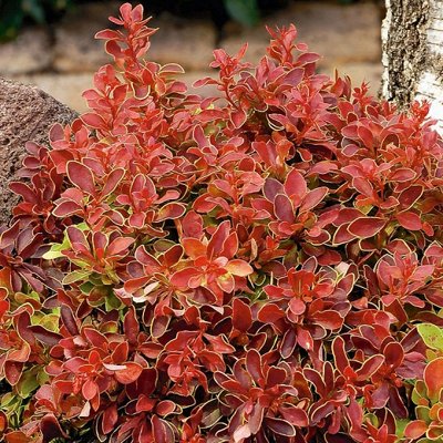 Dráč Thunbergov - Berberis thunbergii f. atropurpurea 'Admiration' 15/20 Co2,5L