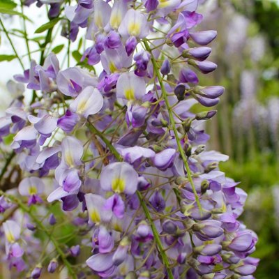 Vistéria vznešená  - Wisteria floribunda 'Issai'  Co20L  1/2 kmeň