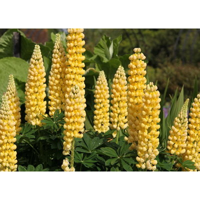 Lupínia mnoholistá - Lupinus polyphyllus ´Chandelier´ Co11