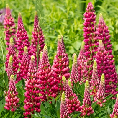 Lupínia mnoholistá - Lupinus polyphyllus ´Legendary rose/red´-   Co11