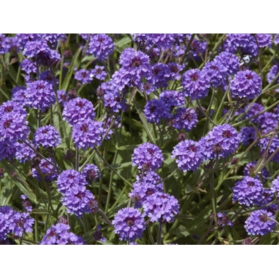 Železník - Verbena rigida ´Venosa´ Co1,5L