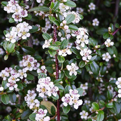 Cotoneaster procumbens ''Queen of Carpet'' Co13