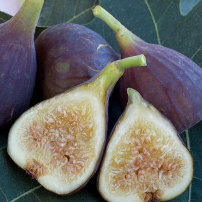 Ficus carica ´Peretta´ Co13 20/25