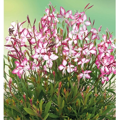 Gaura lindheimeri ´Cherry Brandy´ P14