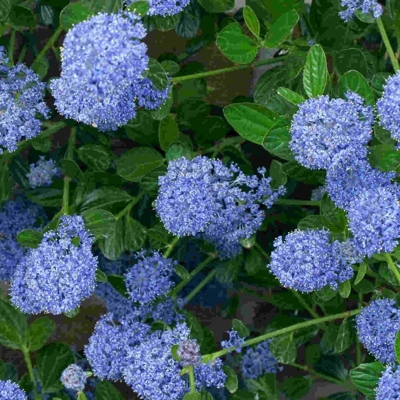 Ceanothus thyrsiflorus 'Repens' Co2L 20/30