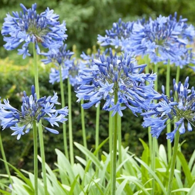 Agapanthus ´Charlotte´ Co2L