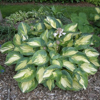 Funkia - Hosta ´Great expectation´ Co1,5L  5/10