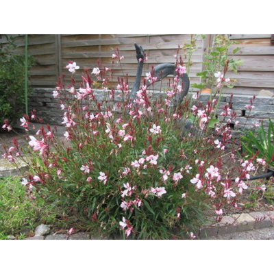 Gaura lindheimeri ´Gaudi White´ P13