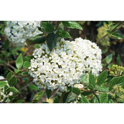 Kalina - Viburnum burkwoodii Co3L 30/40