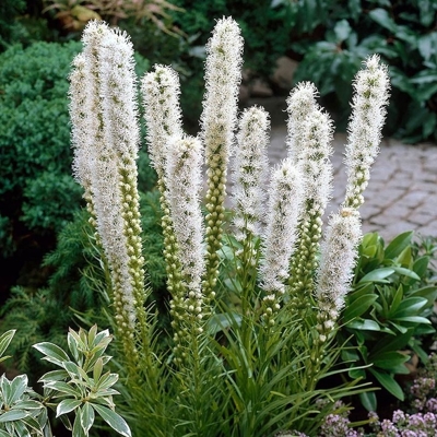 Liatra klasnatá - Liatris spicata ´Alba´ K9