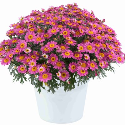 Margaréta - Argyranthemum ´Precussion Red´