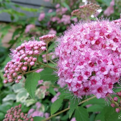 Spiraea betulifolia ´Tor´ Co1L 10/20