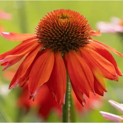 Echinacea purpurea ´Magnus´ P14