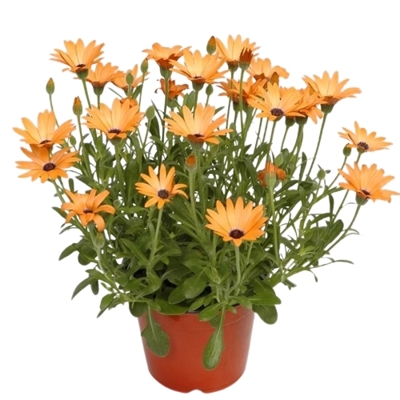 Osteospermum ´Bordová´ Co0,5L