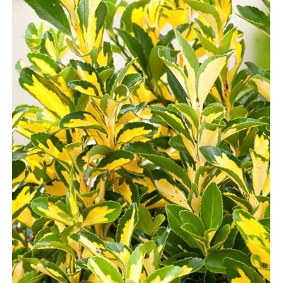 Bršlen - Euonymus fortunei ´Golden Harlequin´ Co2L 20/25