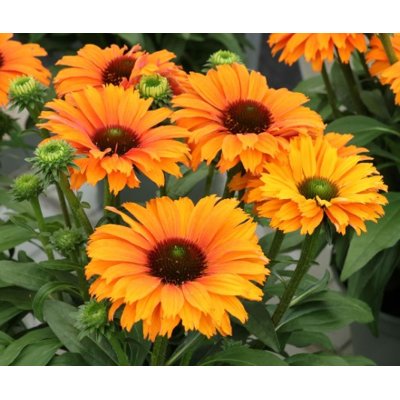 Echinacea ´SunSeecers Coral´ P15