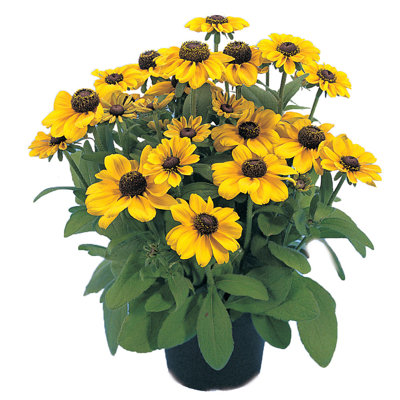 Rudbekia žiarivá  - Rudbeckia ´Toto Gold´ Co1L