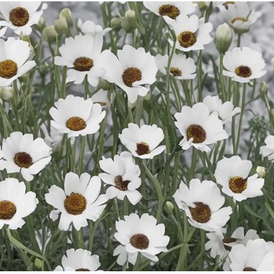 Rhodanthemum ´Casablanca White´