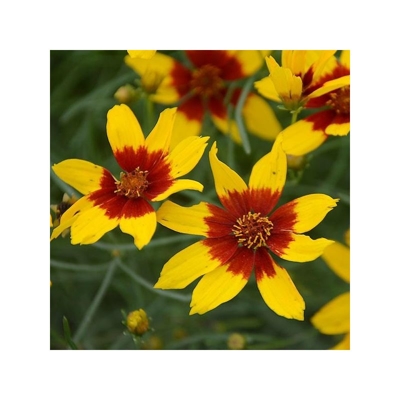 Coreopsis verticillata 'Zagreb'  P13