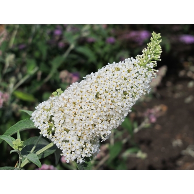 Buddleja davidii 'Blue Haeven'  Co2L 40/60