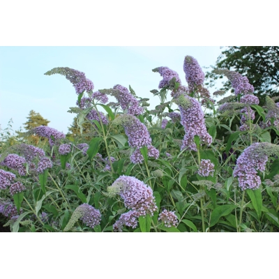 Buddleja davidii 'Blue Haeven'  Co2L 40/60