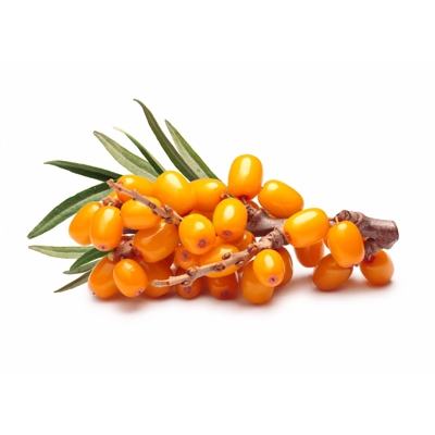 Rakytník rešetliakový - Hippophae rhamnoides &#039;Pollmix&#039;-  samčí