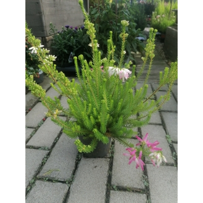 Erica gracilis 'Beauty Queens'® Rood  Co11