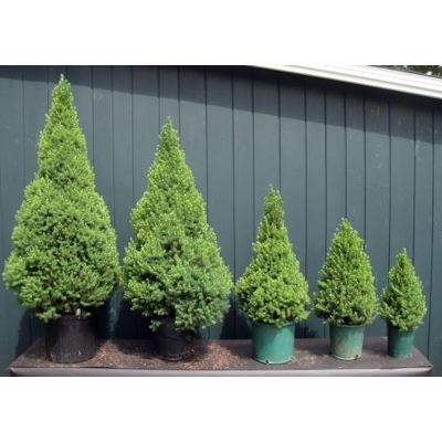 Smrek biely  - Picea Glauca ´Conica´ Co2L 30/40