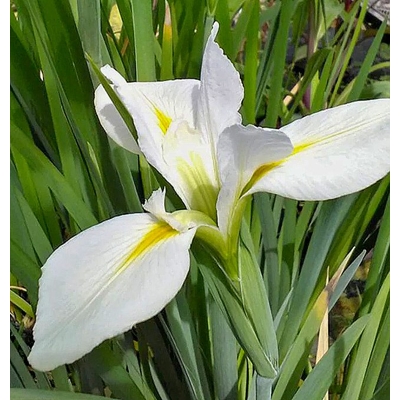Kosatec louisianský - Iris louisiana &#039;Alba&#039; -