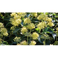 Brečtan popínavý  - Hedera helix ´Hibernica´ V9 40/50