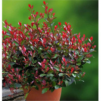 Červienka, Fotínia - Photinia fraseri ´Little Red Robin´  Co9L