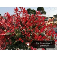 Červienka, Fotínia - Photinia fraseri ´Little Red Robin´  Co9L