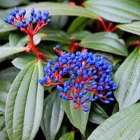 Kalina Dávidova - Viburnum davidii  25/35, Co2L