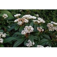 Kalina Dávidova - Viburnum davidii  25/35, Co2L