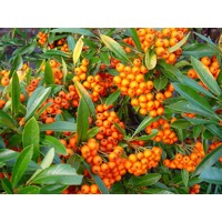 Hlohyňa šarlátová - Pyracantha 'Orange Glow' Co2L 40+