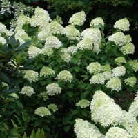 Hortenzia metlinatá - Hydrangea Paniculata ’Limelight'  Co2L 40/60