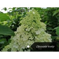 Hortenzia metlinatá - Hydrangea Paniculata ’Limelight'  Co2L 40/60