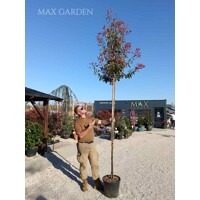 Červienka, Fotínia - Photinia fraseri Red Robin Co18-25L vysokokmeň