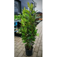 Vavrín pravý - Laurus Nobilis L. Co3L