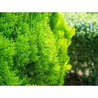 Tuja východná - Thuja orientalis 'Aurea Nana'  Veľkosť: 50cm