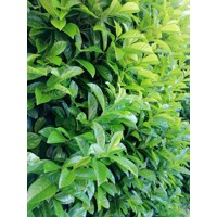 Vavrínovec lekársky Novita - Prunus laurocerasus ´Novita´ Co3L 40/50 (ITA)