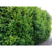 Vavrínovec lekársky Novita - Prunus laurocerasus ´Novita´ Co3L 40/50 (ITA)