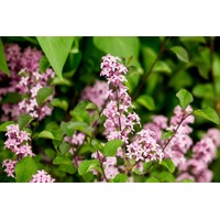 Syringa 'Red Pixie' Co3L 40/50