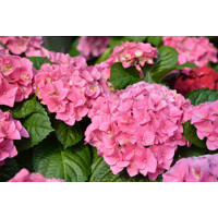 Hortenzia kalinolistá - Hydrangea macrophylla 'Early Rosa'