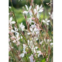 Gaura lindheimeri ´Elurra´ P13