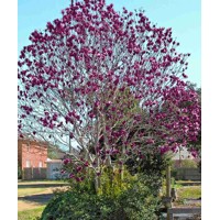 Magnolia 'Genie'  Co18L 160/180