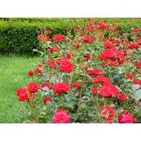Ruža záhonová - Rosa floribunda  - červená Co3L